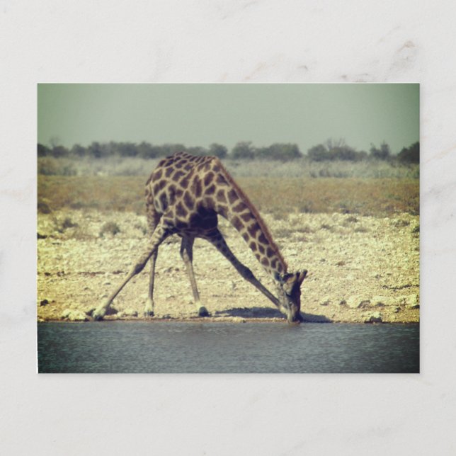 giraffe etosha  postcard (Front)