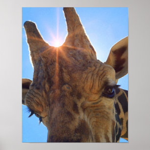 Giraffe Face and Sunshine Photographic Print