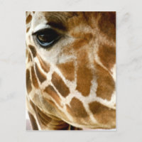 Giraffe Face Closeup | Wild Animals Nature Photo