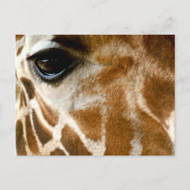 Giraffe Face | Zoo Wild Animals Nature Photo Postcard (Front)