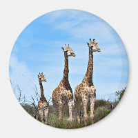 Giraffe Family On Grassy Hilltop