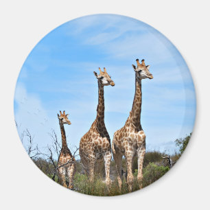 Giraffe Family On Grassy Hilltop Magnet