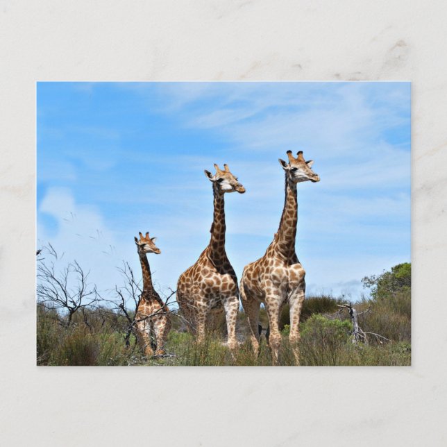Giraffe Family Postcard (Front)
