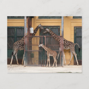 Giraffe Family Postcard
