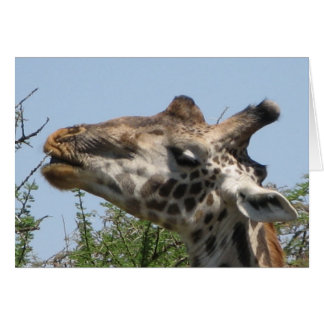 Giraffe Feeding