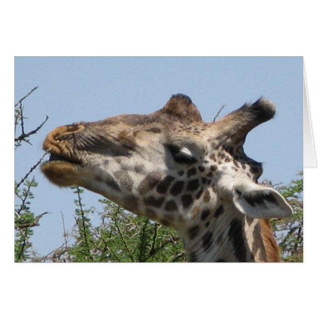Giraffe Feeding (Front Horizontal)