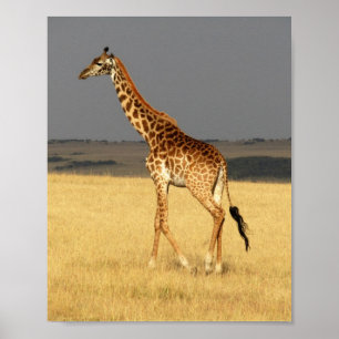 Giraffe full body Africa African Animals Poster