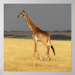 Giraffe full body Africa African Animals Poster