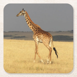 Giraffe full body Africa African Animals Square Paper Coaster