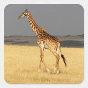 Giraffe full body Africa African Animals Square Sticker