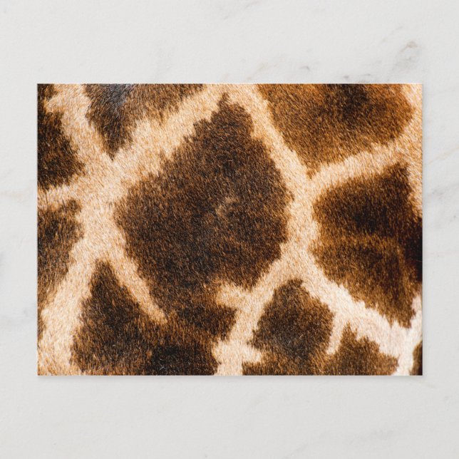 Giraffe fur pattern postcard (Front)