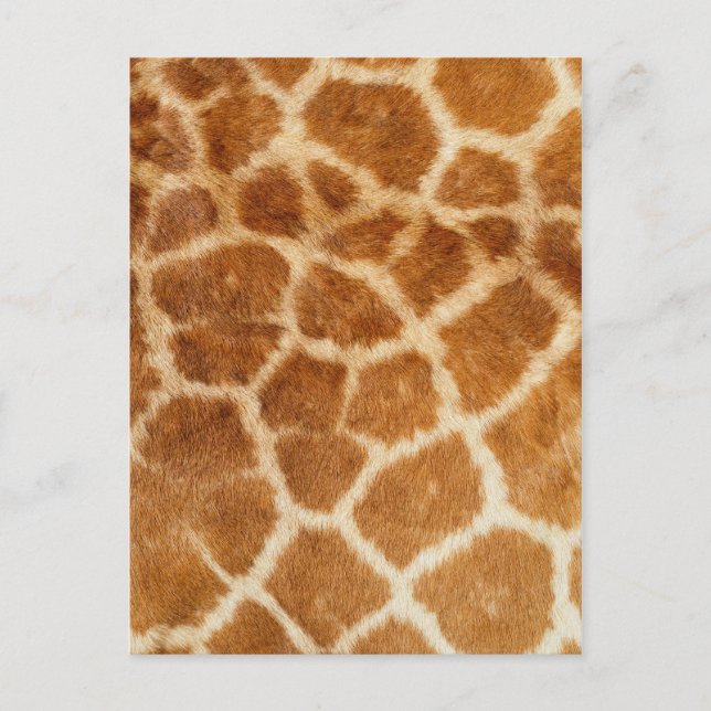 Giraffe Fur Print Postcard (Front)