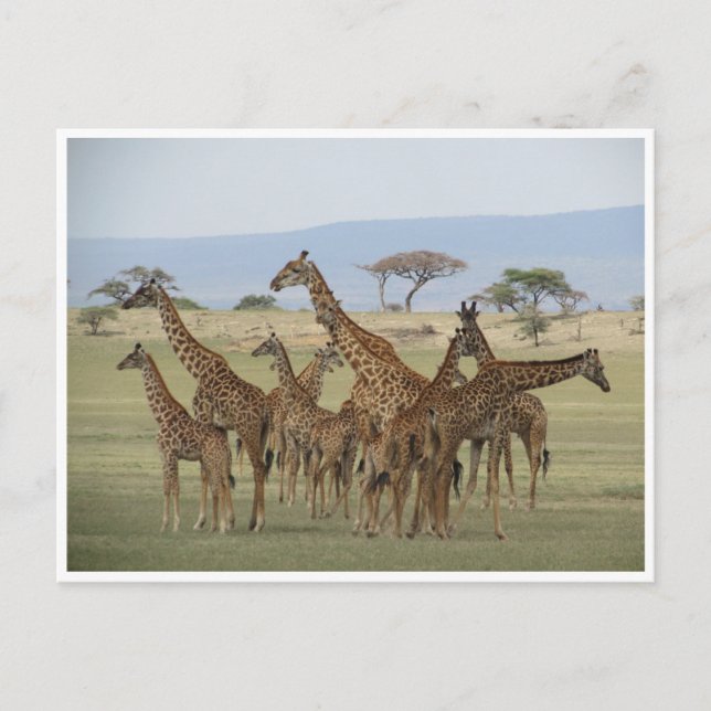 giraffe gathering postcard (Front)
