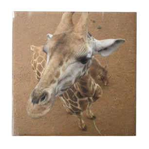 Giraffe Gaze Tile