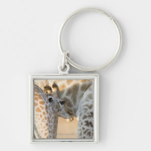 Giraffe (Giraffa camelopardalis) calf suckling, Key Ring