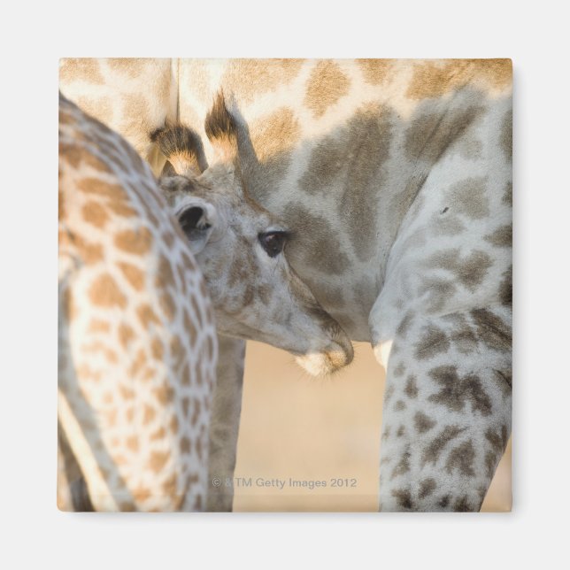 Giraffe (Giraffa camelopardalis) calf suckling, Magnet (Front)