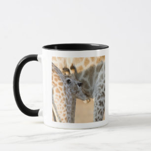Giraffe (Giraffa camelopardalis) calf suckling, Mug
