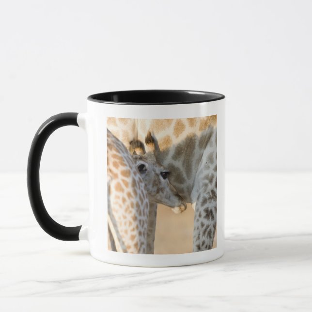 Giraffe (Giraffa camelopardalis) calf suckling, Mug (Left)