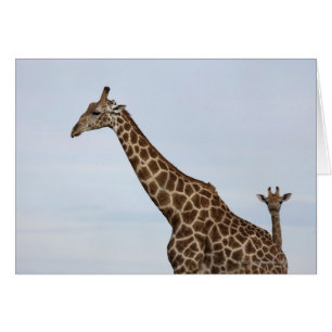 Giraffe (Giraffa camelopardalis), Chobe National P