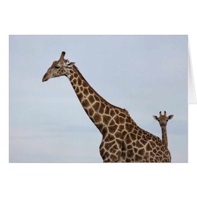 Giraffe (Giraffa camelopardalis), Chobe National P (Front Horizontal)