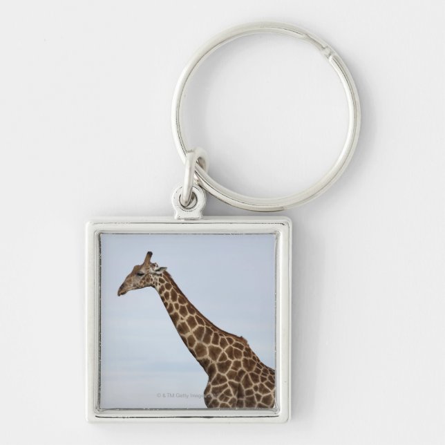 Giraffe (Giraffa camelopardalis), Chobe National P Key Ring (Front)