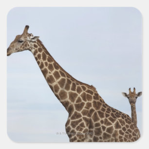 Giraffe (Giraffa camelopardalis), Chobe National P Square Sticker