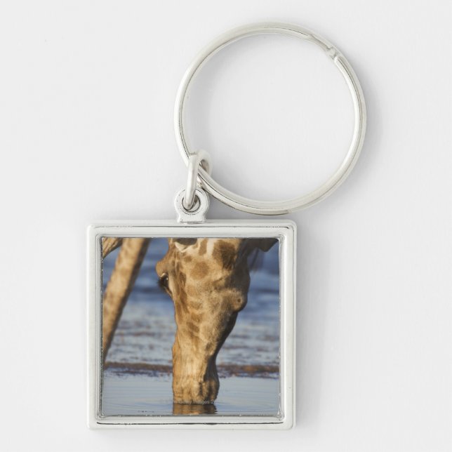 Giraffe (Giraffa Camelopardalis) drinking water Key Ring (Front)