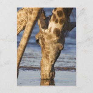 Giraffe (Giraffa Camelopardalis) drinking water Postcard