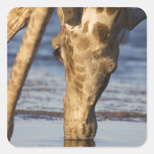 Giraffe (Giraffa Camelopardalis) drinking water Square Sticker (Front)