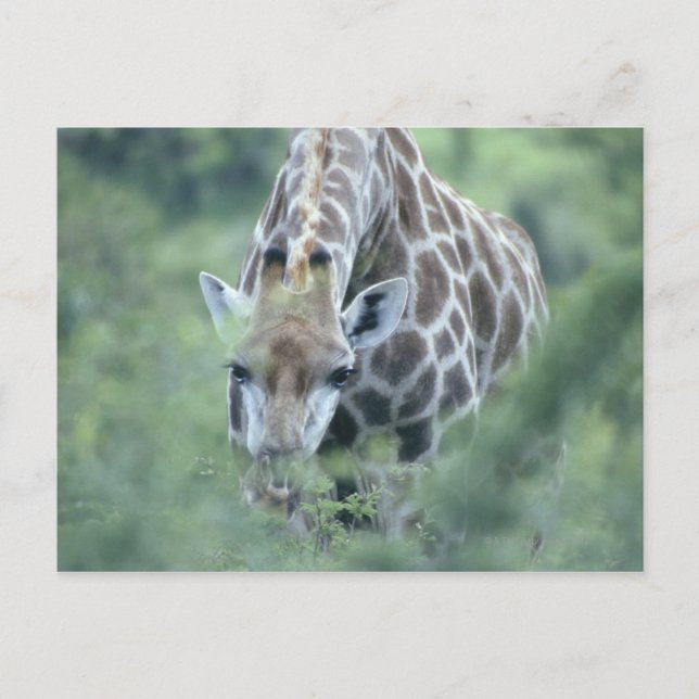 Giraffe (Giraffa camelopardalis) feeding on Postcard (Front)