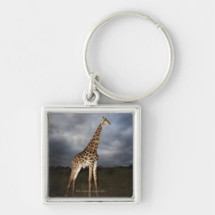 Giraffe (Giraffa camelopardalis) in dramatic Key Ring