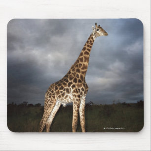 Giraffe (Giraffa camelopardalis) in dramatic Mouse Pad