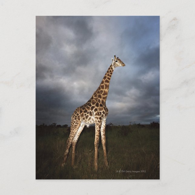 Giraffe (Giraffa camelopardalis) in dramatic Postcard (Front)