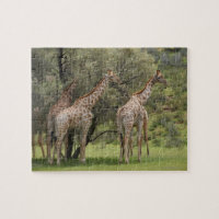 Giraffe, Giraffa camelopardalis, Kgalagadi 2