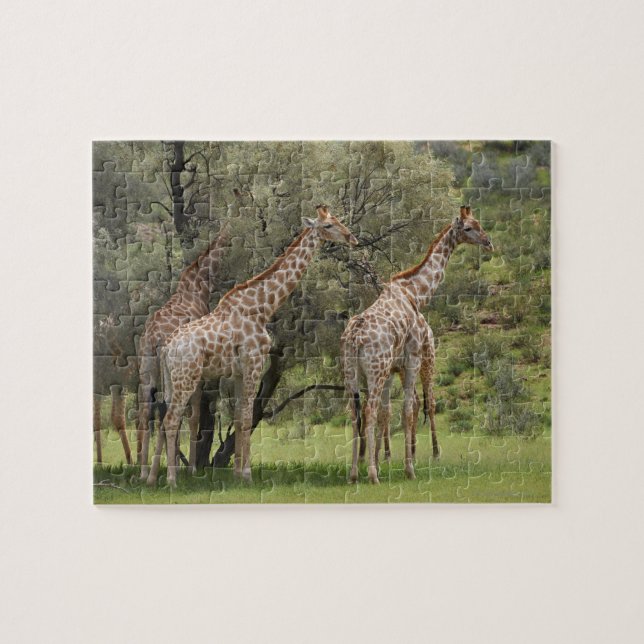 Giraffe, Giraffa camelopardalis, Kgalagadi 2 Jigsaw Puzzle (Horizontal)