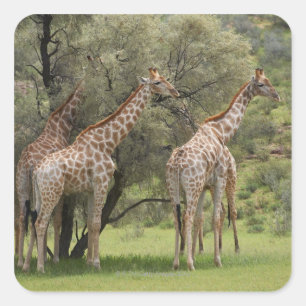 Giraffe, Giraffa camelopardalis, Kgalagadi 2 Square Sticker