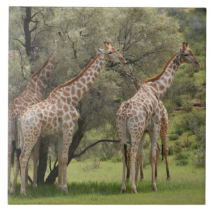 Giraffe, Giraffa camelopardalis, Kgalagadi 2 Tile
