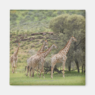 Giraffe, Giraffa camelopardalis, Kgalagadi 3 Magnet
