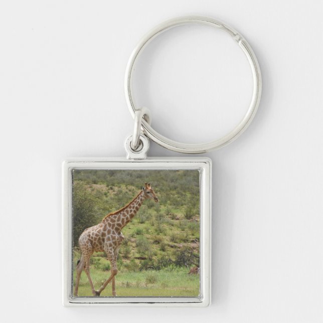 Giraffe, Giraffa camelopardalis, Kgalagadi Key Ring (Front)