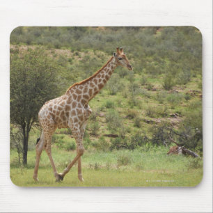 Giraffe, Giraffa camelopardalis, Kgalagadi Mouse Pad