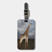 Giraffe (Giraffa camelopardalis)