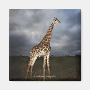 Giraffe (Giraffa camelopardalis) Magnet