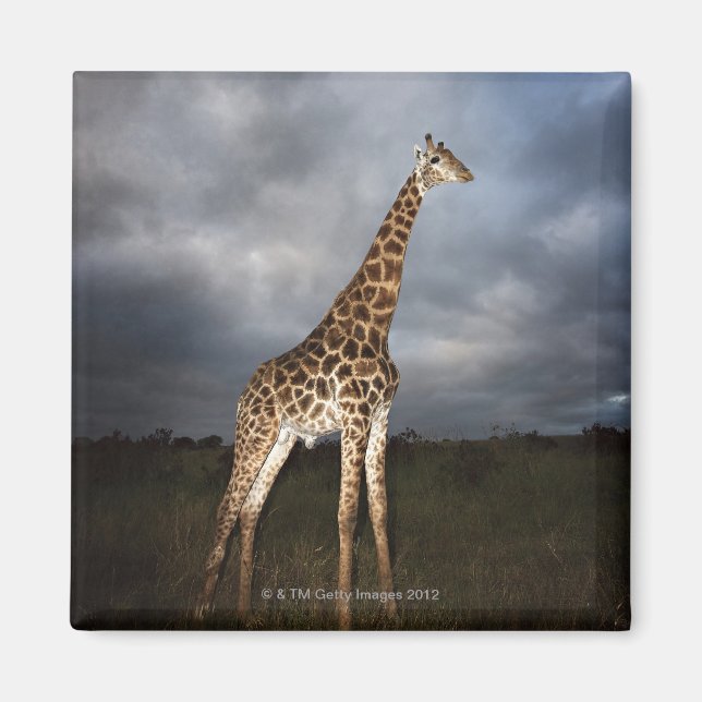Giraffe (Giraffa camelopardalis) Magnet (Front)