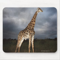 Giraffe (Giraffa camelopardalis)
