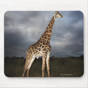 Giraffe (Giraffa camelopardalis) Mouse Pad