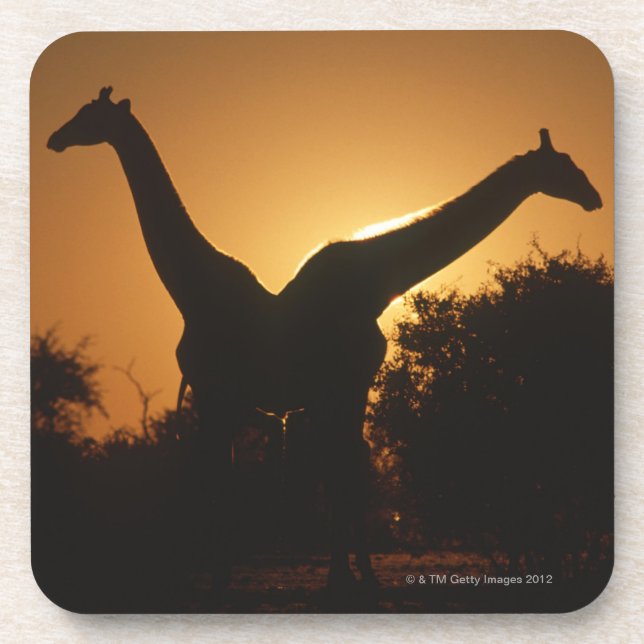 Giraffe (Giraffa camelopardalis) Pair Coaster (Front)