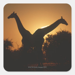 Giraffe (Giraffa camelopardalis) Pair Square Sticker