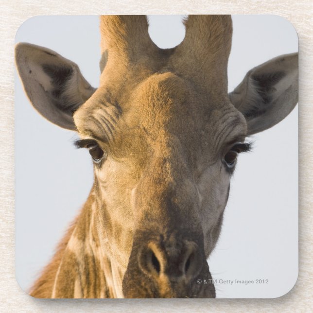 Giraffe (Giraffa camelopardalis) portrait Coaster (Front)
