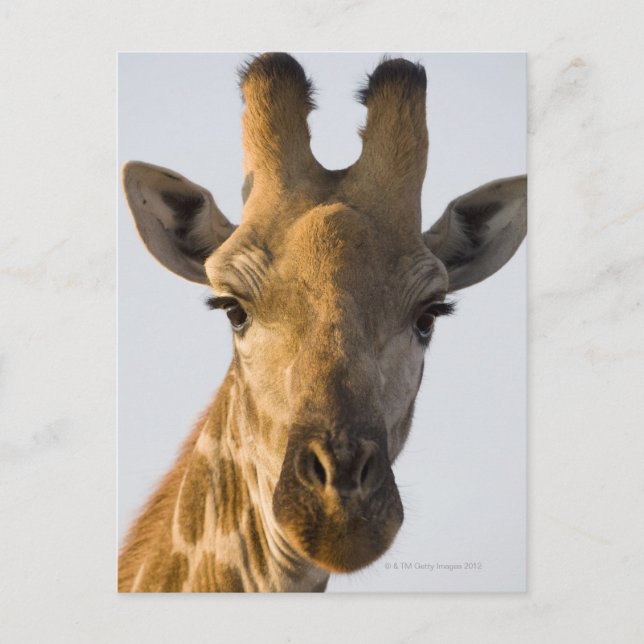Giraffe (Giraffa camelopardalis) portrait Postcard (Front)