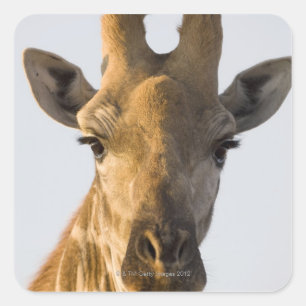 Giraffe (Giraffa camelopardalis) portrait Square Sticker
